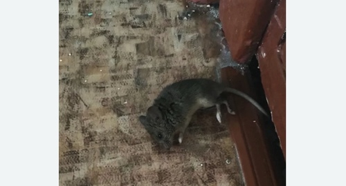 Дезинфекция от мышей в Басманном районе Москвы
