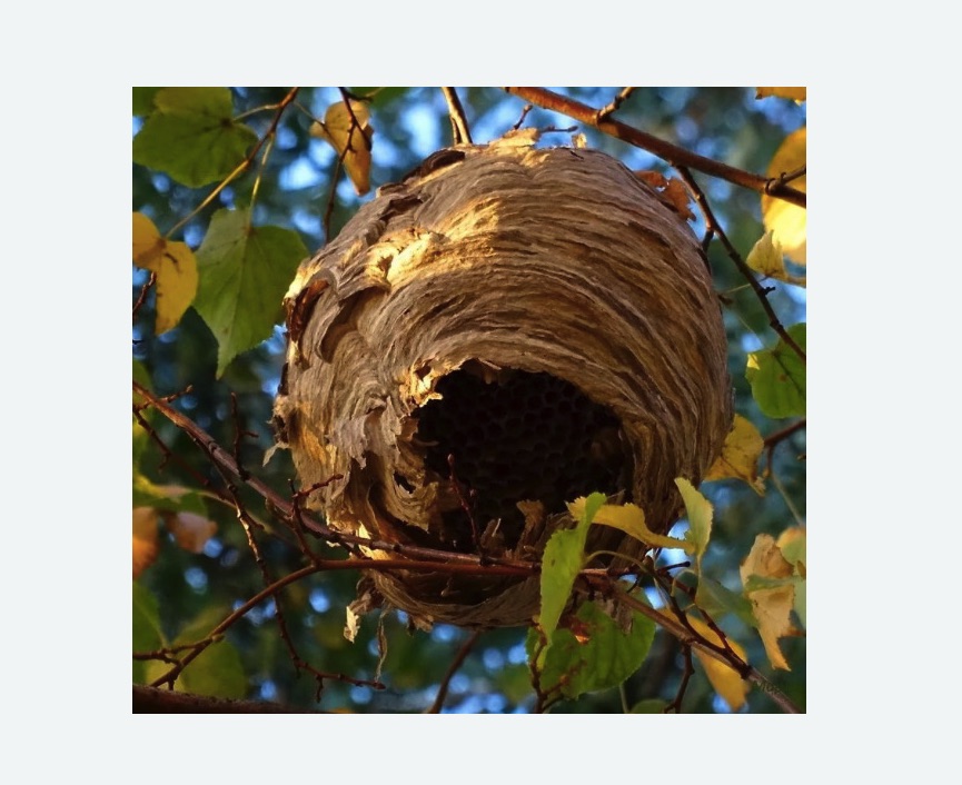 Обработка от шершней в Басманном районе Москвы