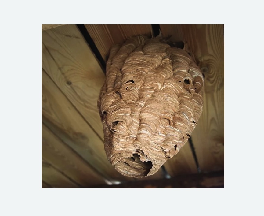 обработка от шершней в Басманном районе Москвы