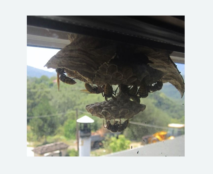 Уничтожение гнёзд шершней в Басманном районе Москвы