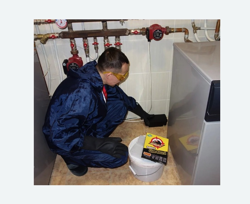 Уничтожение крыс в Басманном районе Москвы